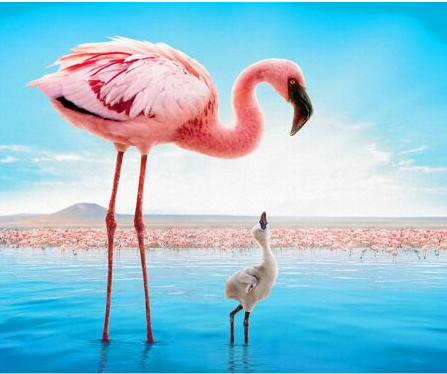 Puzzle Flamant Rose