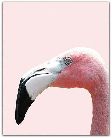 Tableau Flamant Rose pas cher