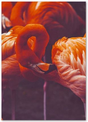 Tableau Toile Flamant Rose Repos