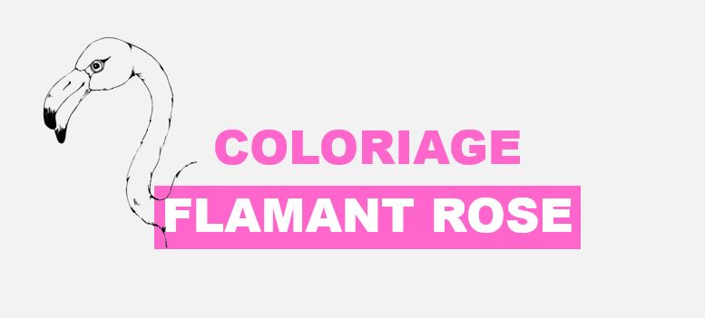 coloriage flamant rose a imprimer