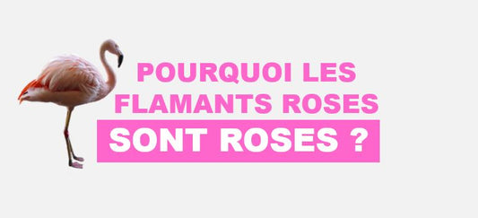 pourquoi les flamants roses sont roses ?