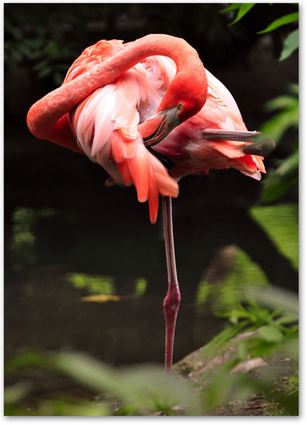 Cadre Flamant Rose