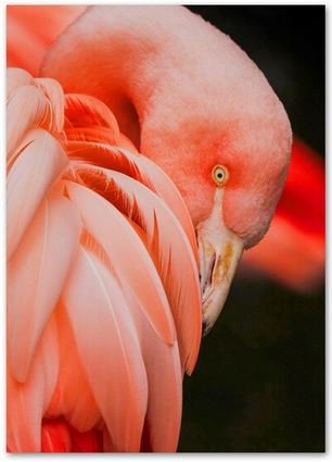 Tableau Toile Flamant Rose Plumes